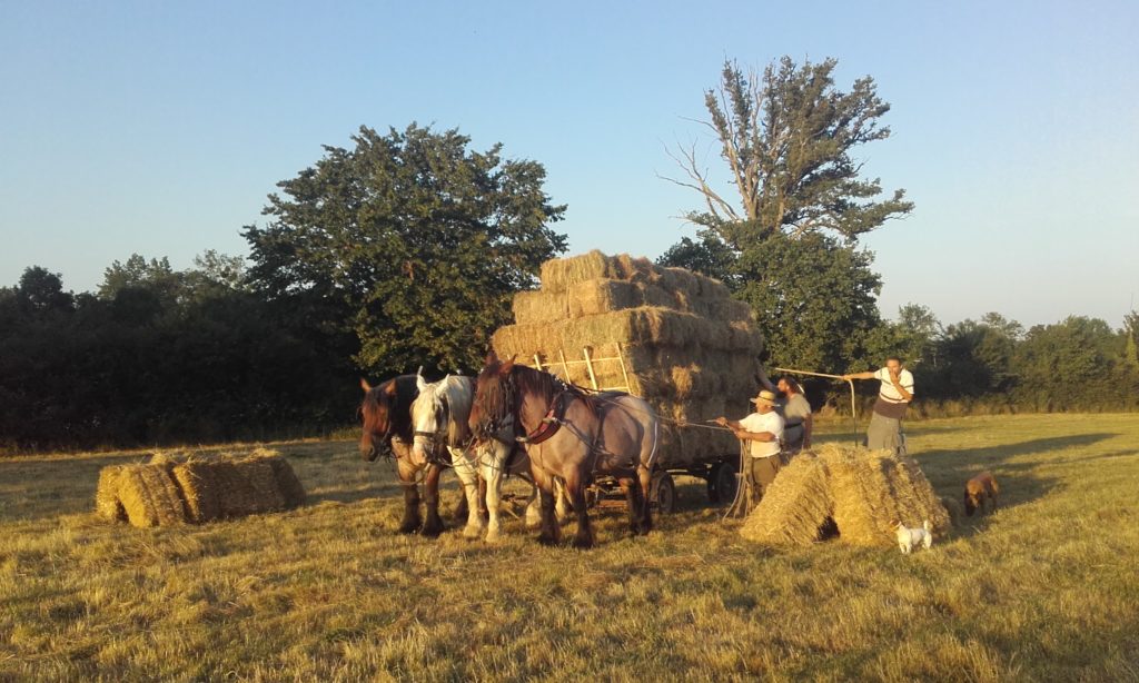 Les chevaux de MAnu DAvignon à l'oeuvre à Vautebis