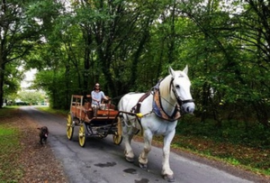 Zorba and the Roulopia wagon