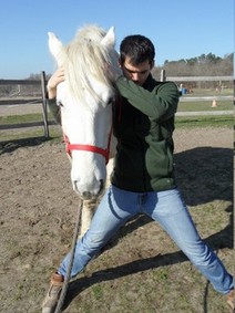 Corentin Bourreau physiotherapist masseur stretcher for horses